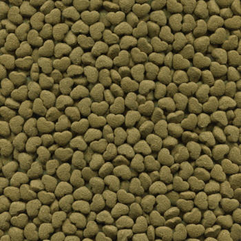 Alcon Club Porquinho Da India - Alcon Alcon Club Porquinho Da India - Alcon