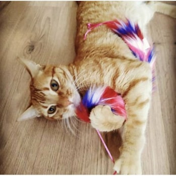 Brinquedo Varinha Afp Rosa Para Gatos Furry Ball - Afp Brinquedo Varinha Afp Rosa Para Gatos Furry Ball - Afp