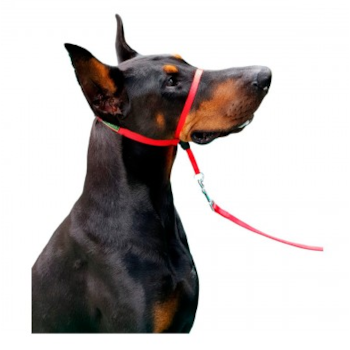 Coleira Para Cães Cabresto Vermelho - K-9 Spirit Coleira Para Cães Cabresto Vermelho - K-9 Spirit
