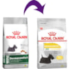 Royal Canin Cães Mini Dermacomfort - Royal Canin