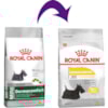 Royal Canin Cães Mini Dermacomfort - Royal Canin Royal Canin Cães Mini Dermacomfort - Royal Canin