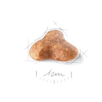 Royal Canin Pug Adulto - Royal Canin Royal Canin Pug Adulto - Royal Canin