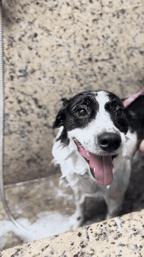 Banho e Tosa Águia Veterinária
